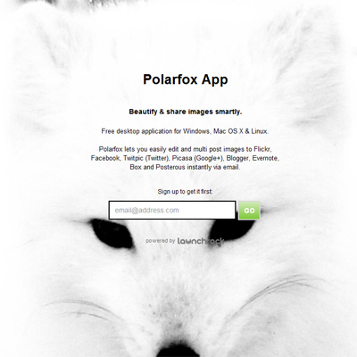 polarfox图片